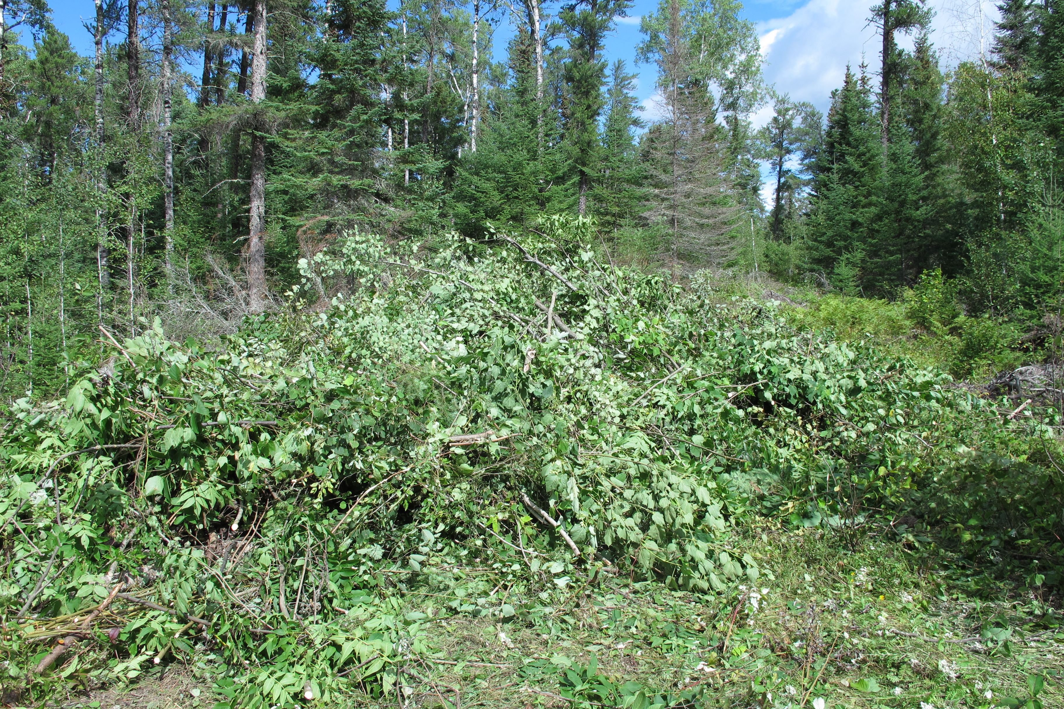 2024ThatcherBrushPile